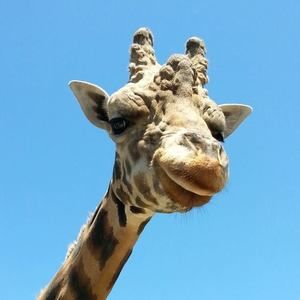 Meet your Posher, Anne